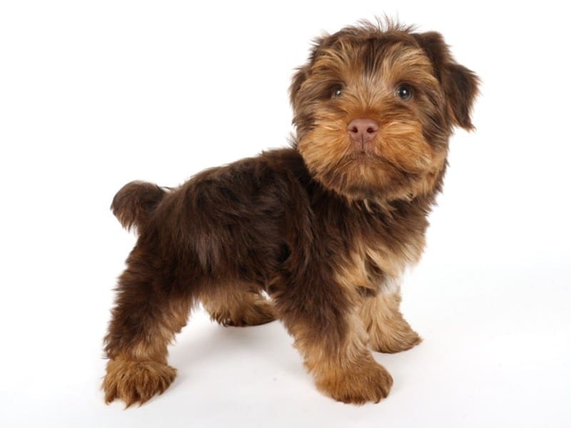Yorkshire Terrier-Dog-Male-Chocolate-5061852-XO PUPS