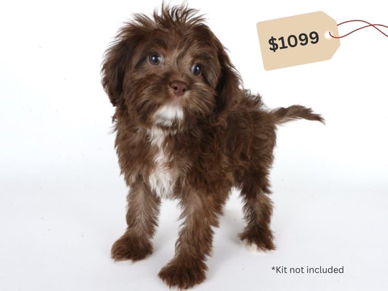 Cavapoo-Dog-Female-Chocolate-5055605-XO PUPS