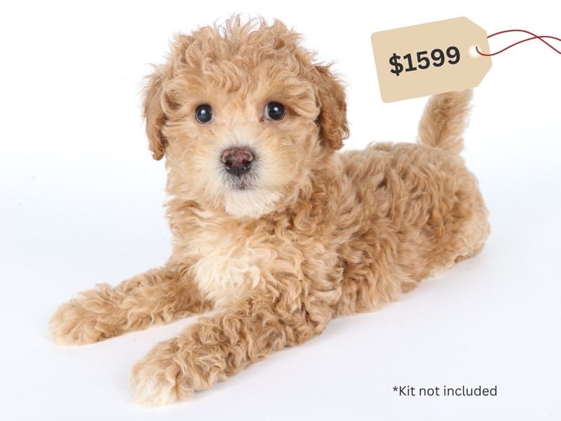 Poochon-Dog-Male-Light Tan-5059087-XO PUPS