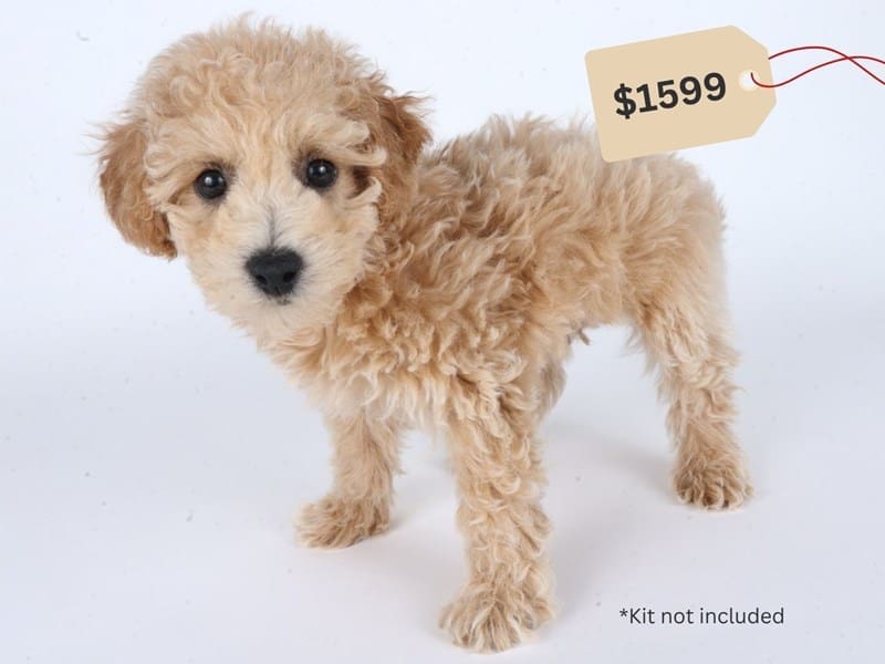 [#14702] Cream Male Poochon Puppies For Sale #4