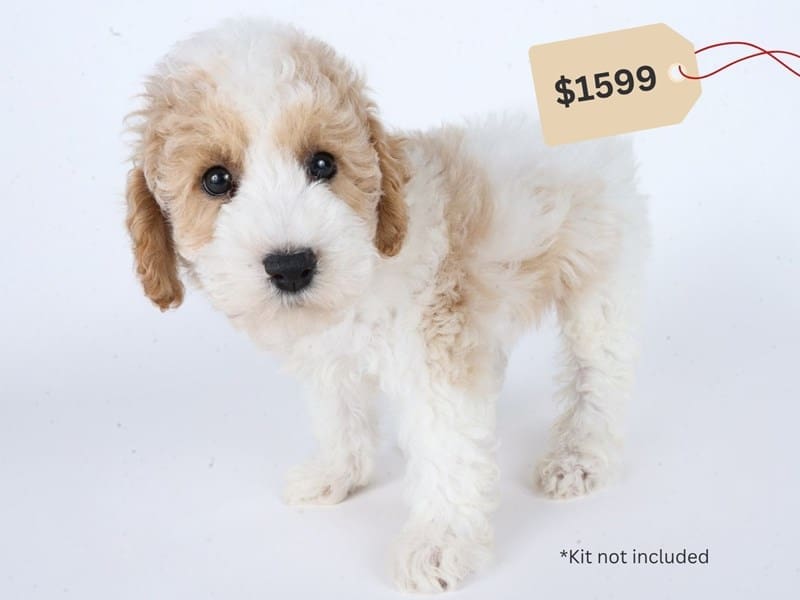 [#14701] Cream / White Male Poochon Puppies For Sale #4