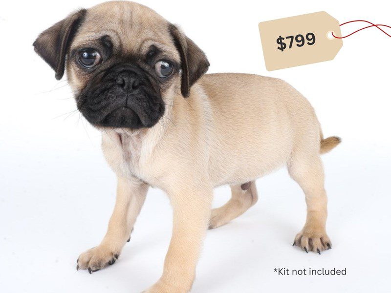 [#14675] Fawn Male Pug Puppies For Sale #3