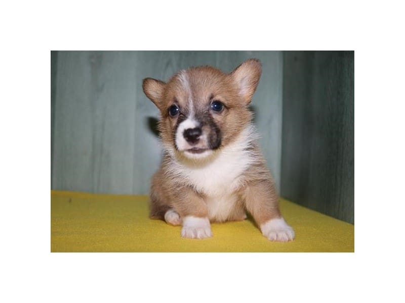 [#14773] Red / White Male Pembroke Welsh Corgi Puppies For Sale #2