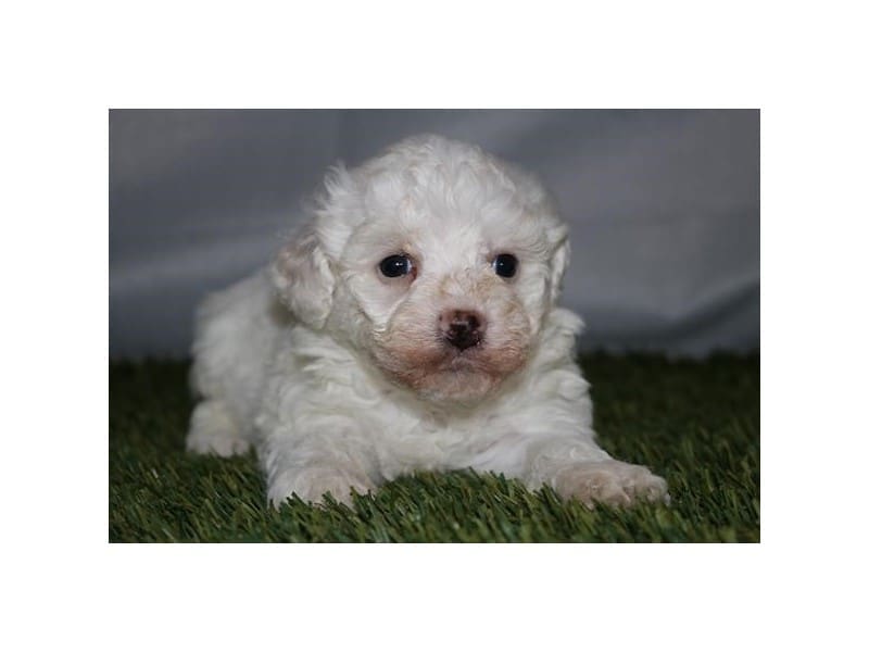 [#14776] White Male Bichon Frise Puppies For Sale #2