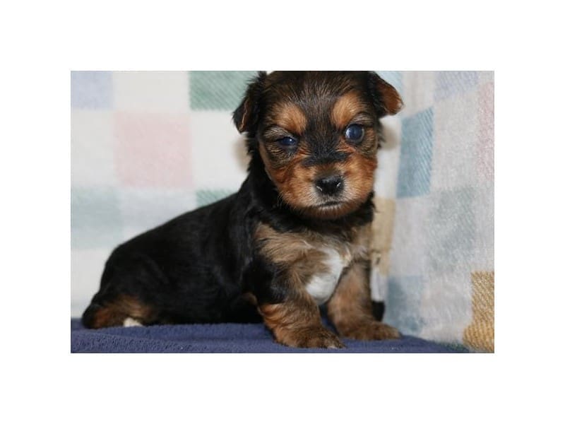 [#14777] Black / Tan Male Yochon Puppies For Sale #2