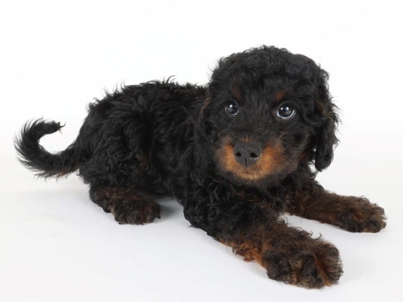 Miniature Bernedoodle-Dog-Male-Black / Tan-5068210-XO PUPS
