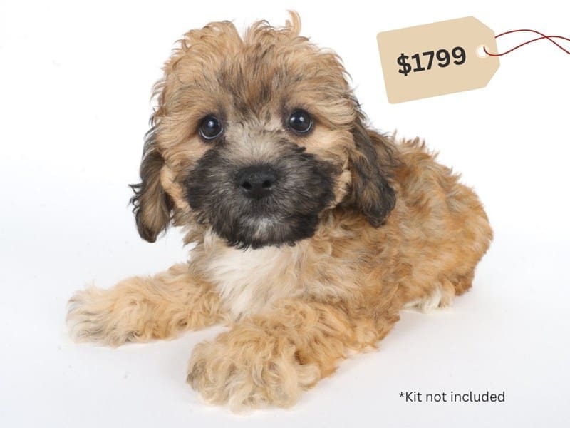 Teddy Bear-Dog-Male-Chocolate Sable-5062876-XO PUPS