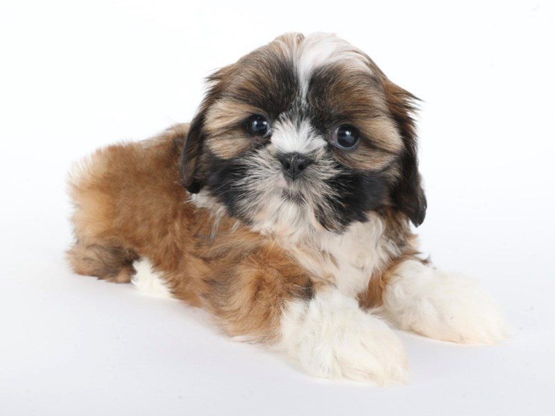 [#14775] Brown / White Female Shih Tzu Puppies For Sale #3