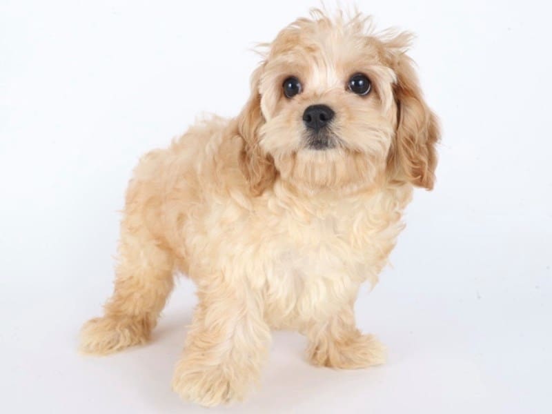 [#14755] White/Tan Female Cavachon Puppies For Sale #2