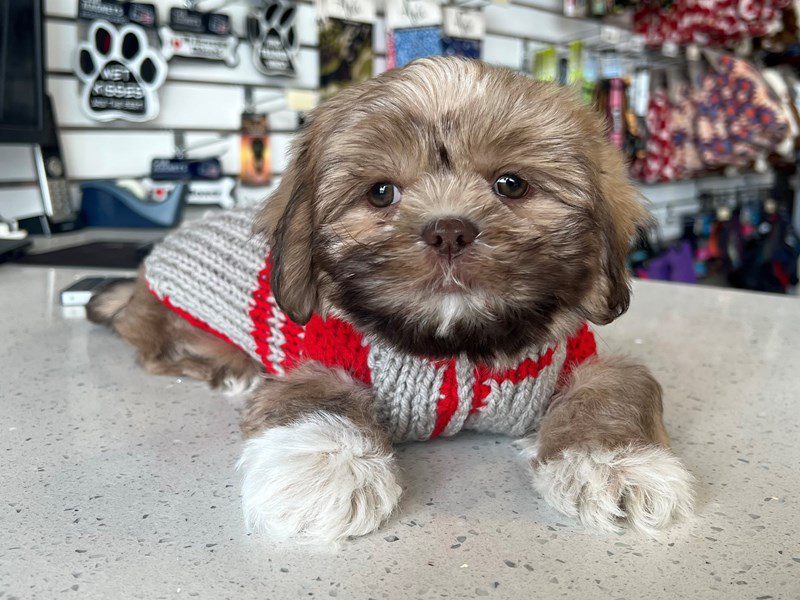 [#14772] Brown / White Female Shih Tzu Puppies For Sale #3