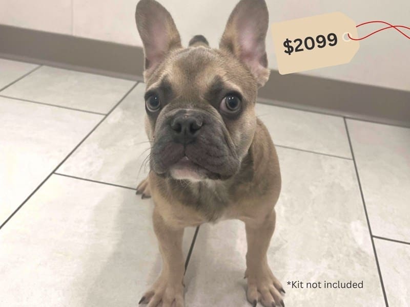 [#14661] Blue Fawn Male French Bulldog Puppies For Sale #5