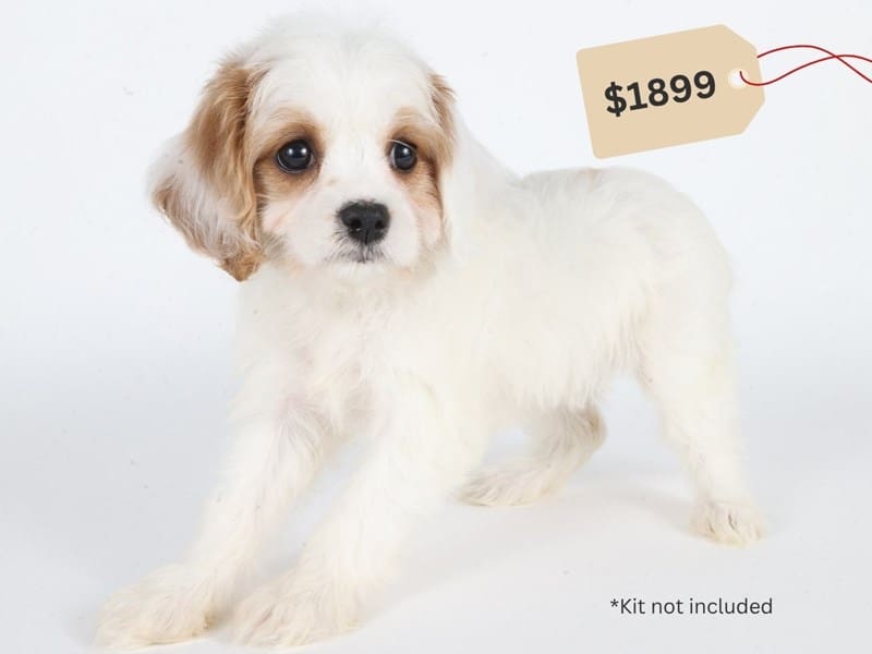 [#14756] Blenheim Female Cavachon Puppies For Sale #4
