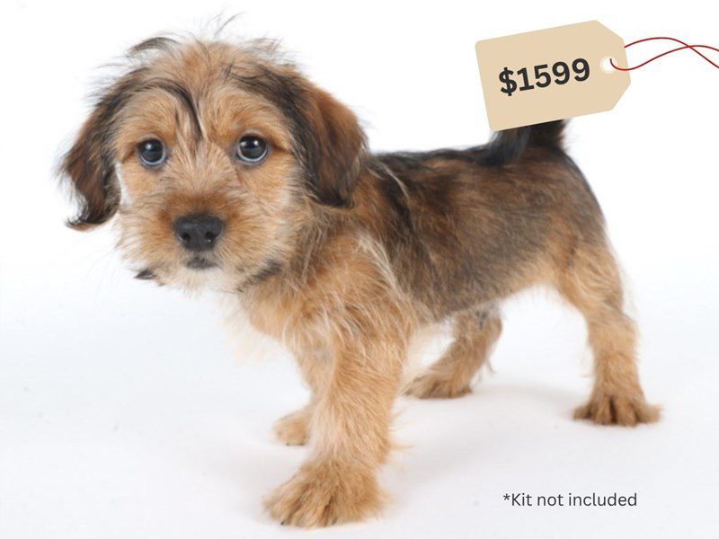 [#14758] Brown / White Male Shorkie Puppies For Sale #4