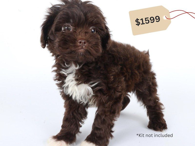 [#14713] Chocolate Female Shihpoo Puppies For Sale #3