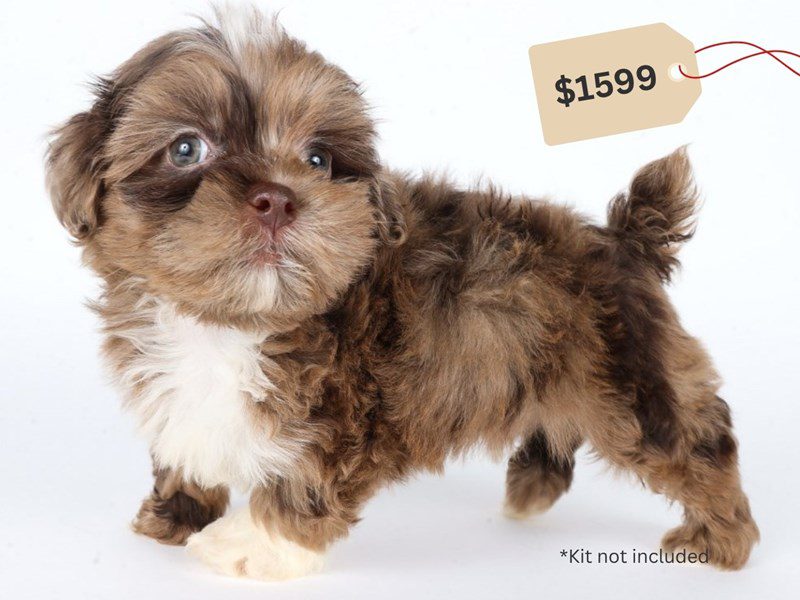 [#14712] Chocolate Merle Male Shihpoo Puppies For Sale #3