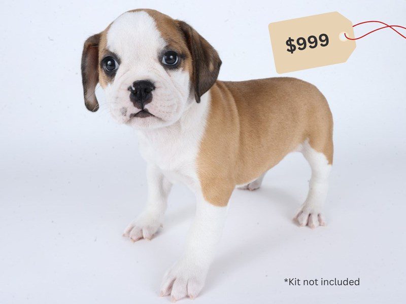[#14705] Brown / White Male Miniature Bulldog Puppies For Sale #4