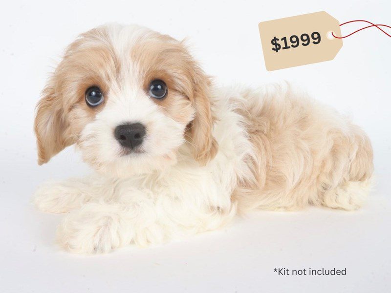 [#14730] Red / White Male Cavatese Puppies For Sale #4