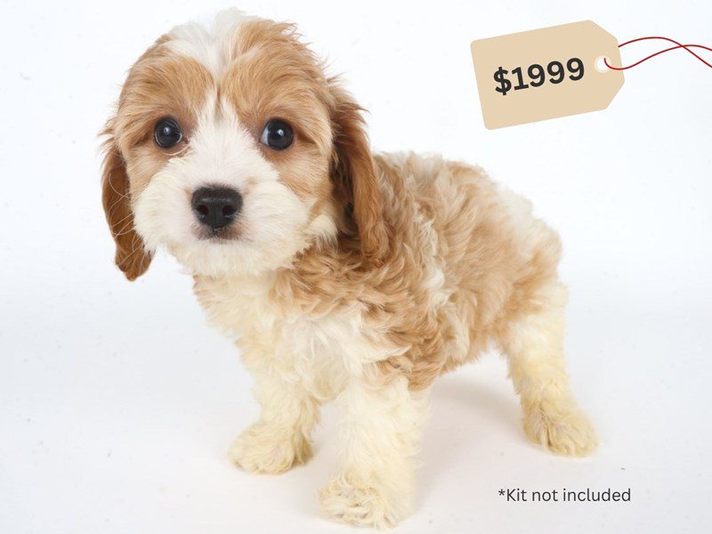 [#14752] White/Tan Male Cavachon Puppies For Sale #3