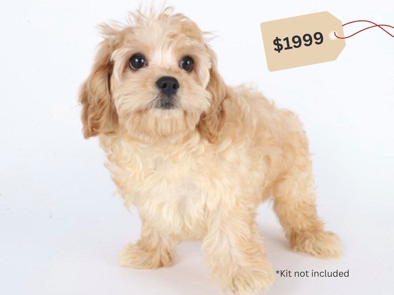 [#14755] White/Tan Female Cavachon Puppies For Sale #3