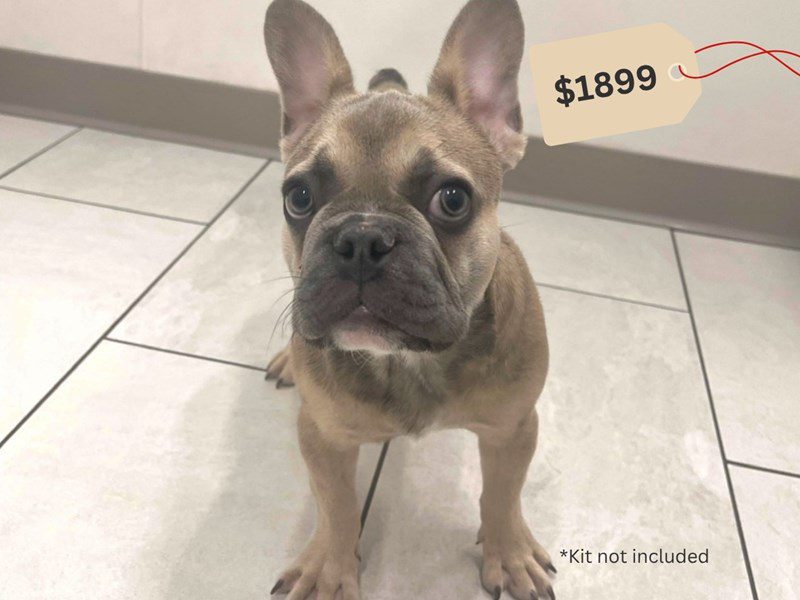 French Bulldog-Dog-Male-Blue Fawn-5046010-XO PUPS
