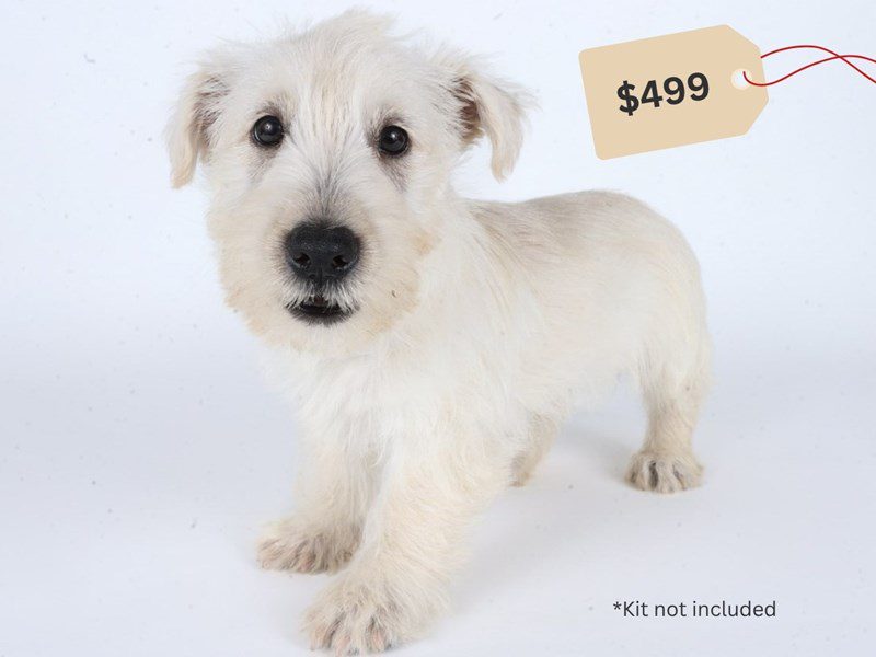 [#14703] Wheaten Male Scottish Terrier Puppies For Sale #4