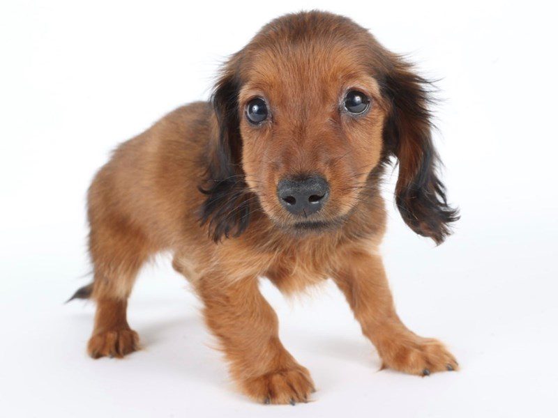[#14695] Red Sable Male Miniature Dachshund Puppies For Sale #2