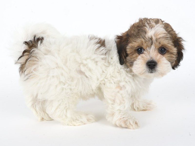 Shihpoo-Dog-Male-Sable & White-5063779-XO PUPS