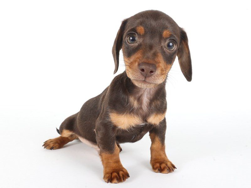 [#14760] Chocolate and Tan Male Miniature Dachshund Puppies For Sale #2