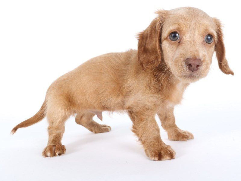 [#14761] Cream Male Miniature Dachshund Puppies For Sale #2
