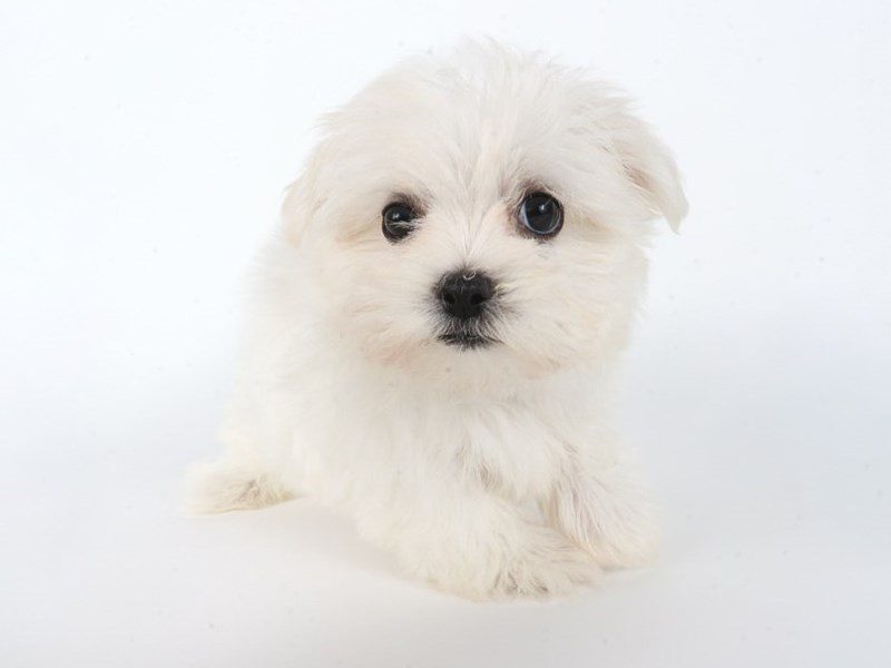 [#14762] White Male Maltese Puppies For Sale #2