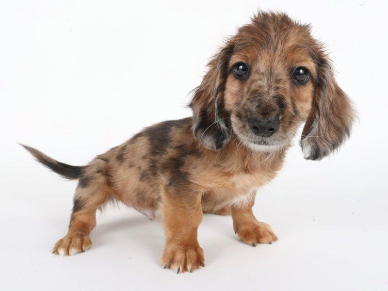 Miniature Dachshund-Dog-Male-Blue Dapple-5068285-XO PUPS