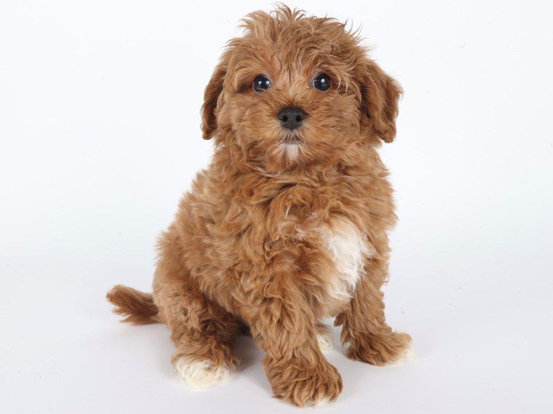 [#14767] Red Male Miniature Bernedoodle Puppies For Sale #3