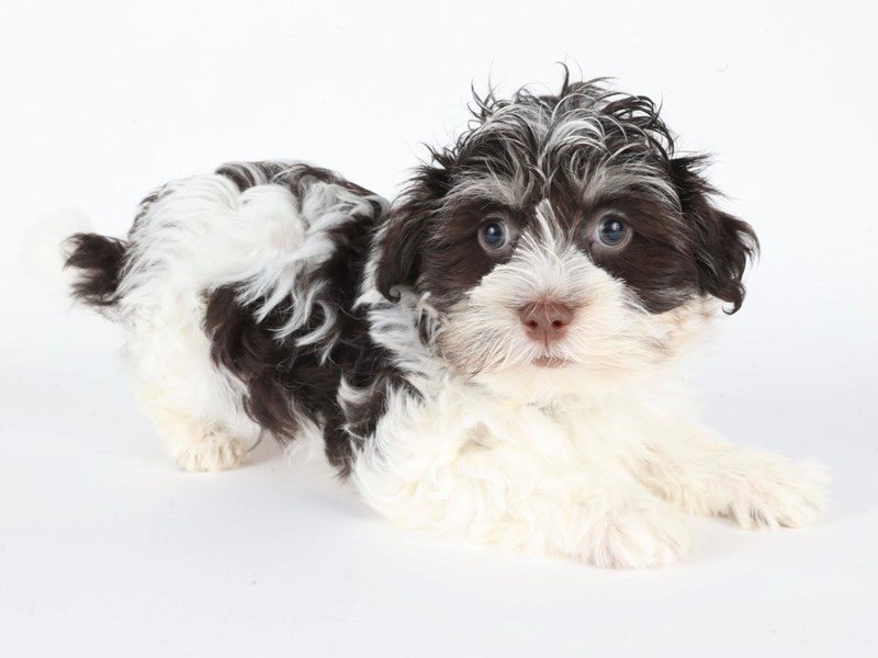 [#14765] Chocolate / Tan Male Havanese Puppies For Sale #3