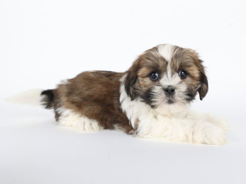 [#14764] Brindle / White Female Lhasa Apso Puppies For Sale #3