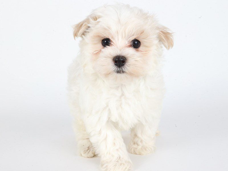 Maltipoo-Dog-Male-Cream/White-5069655-XO PUPS