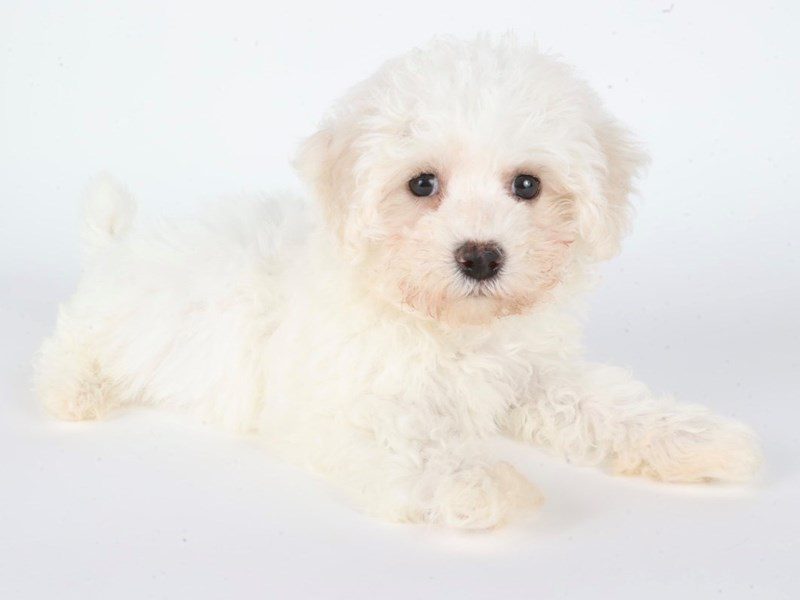 [#14776] White Male Bichon Frise Puppies For Sale #3