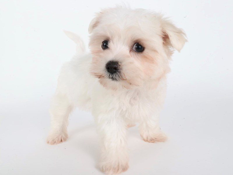 [#14774] White Female Maltichon Puppies For Sale #3