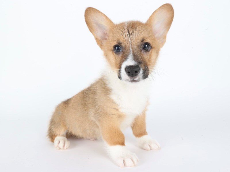 Pembroke Welsh Corgi-Dog-Male-Red / White-5069038-XO PUPS