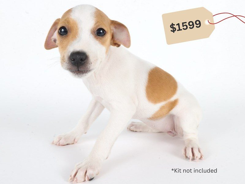 [#14757] Tri-Colored Female Jack Russell Terrier Puppies For Sale #4