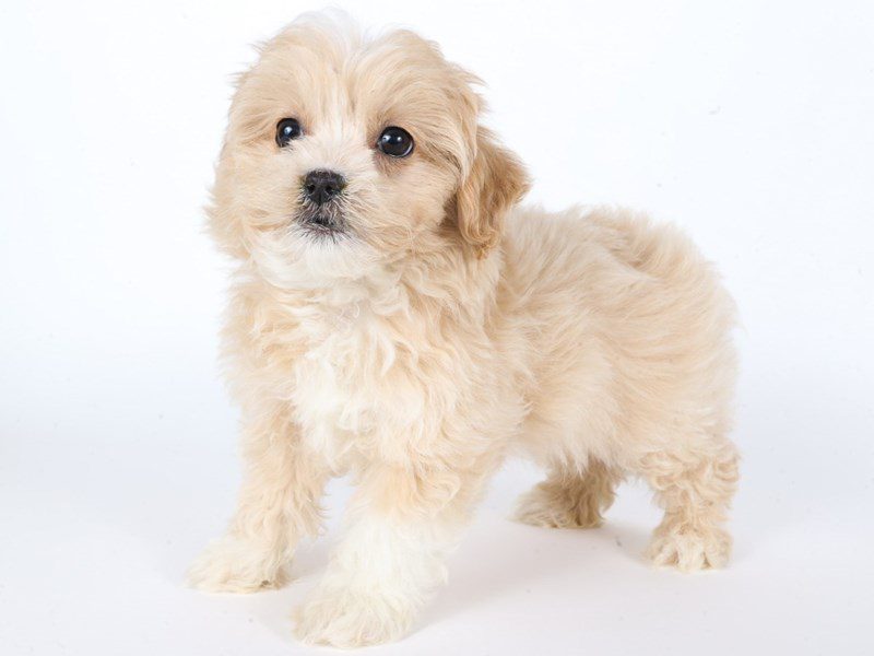 Maltipoo-Dog-Male-Apricot-5071095-XO PUPS