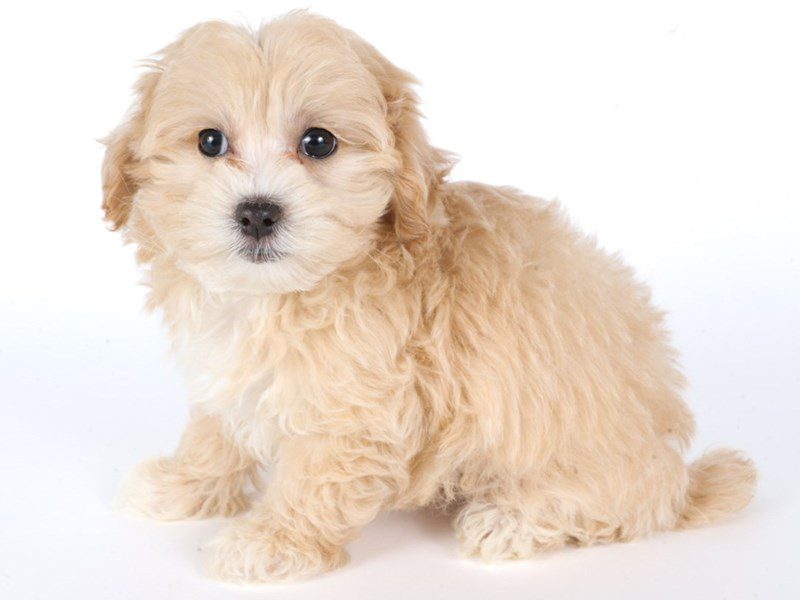 [#14784] Apricot Female Maltipoo Puppies For Sale #2