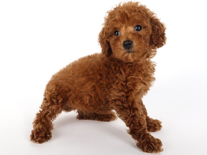 Miniature Poodle-Dog-Female-Red-5071099-XO PUPS