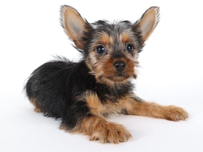 [#14789] Black/Tan Male Silky Terrier Puppies For Sale #2