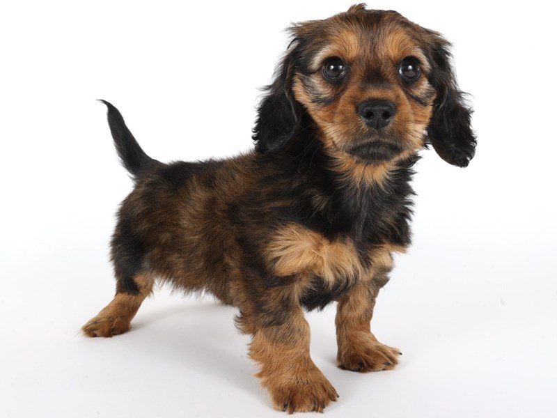Miniature Dachshund-Dog-Male-Red Sable-5071103-XO PUPS