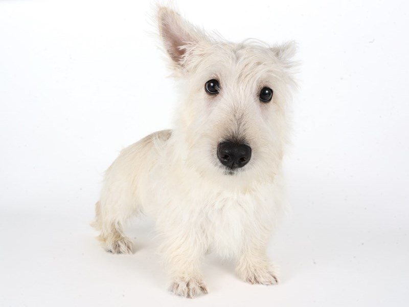 Scottish Terrier-Dog-Male-Wheaten-5058189-XO PUPS