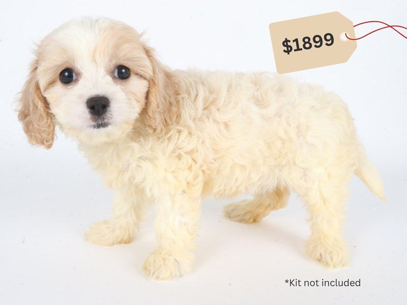Cavachon-Dog-Female-White/Tan-5063785-XO PUPS