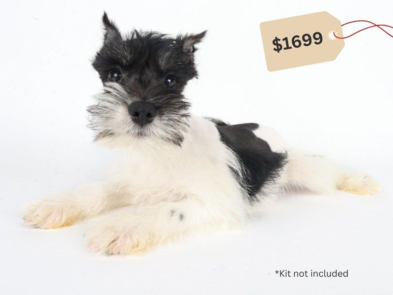 [#14747] Black and White Male Miniature Schnauzer Puppies For Sale #4
