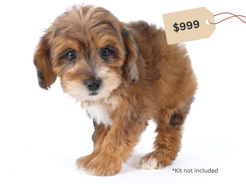 Miniature Sheepadoodle 2nd Gen-Dog-Male-Chocolate Merle-5060286-XO PUPS