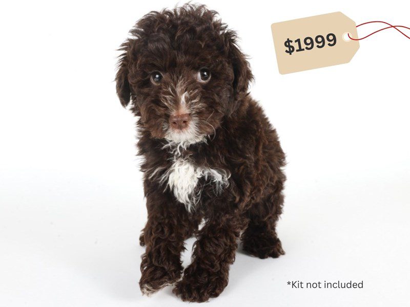 [#14759] Chocolate Male Yorkiepoo Puppies For Sale #3