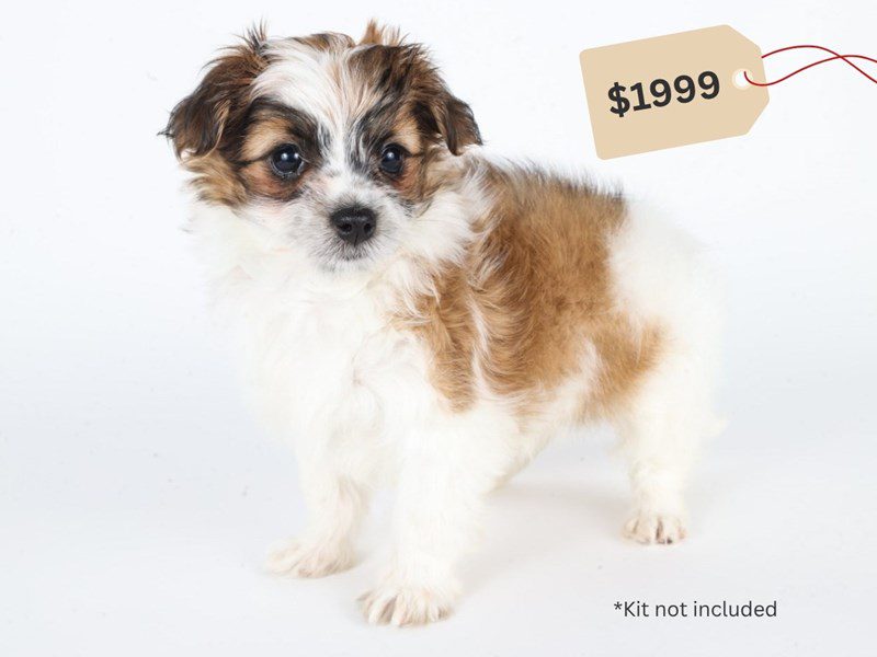 [#14781] Sable/White Male Maltipoo Puppies For Sale #3